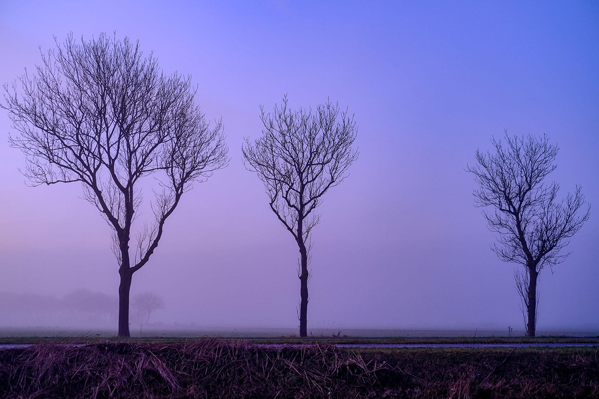Among the Trees - van Beijum tot Maremma