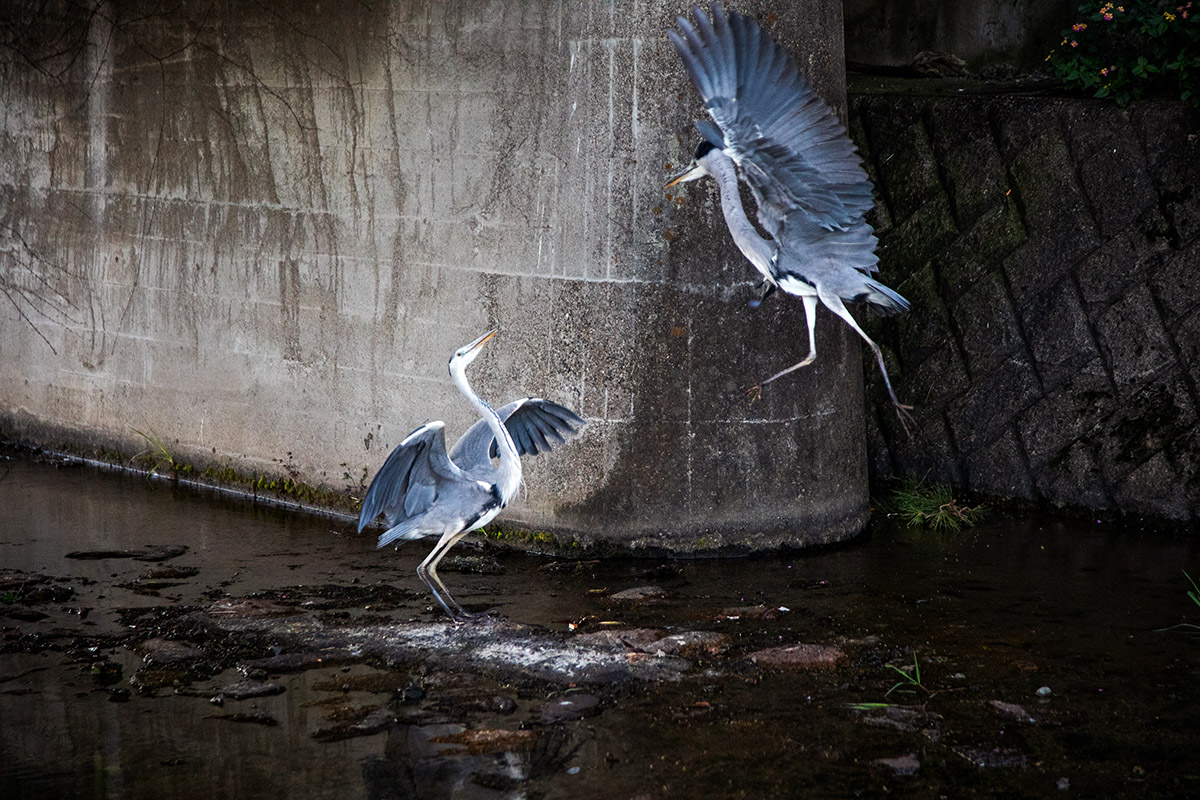 Ana&iuml;s L&oacute;pez, Foto, Twee dansende reigers aan de Kamo rivier in Kyoto