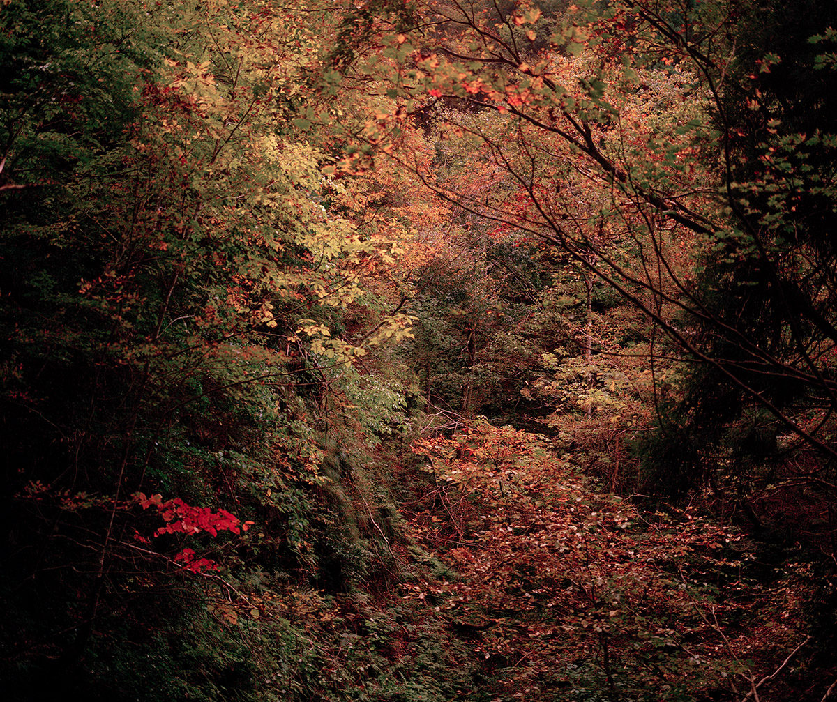 Ana&iuml;s L&oacute;pez, Foto, Het woud van Japan in de herfst