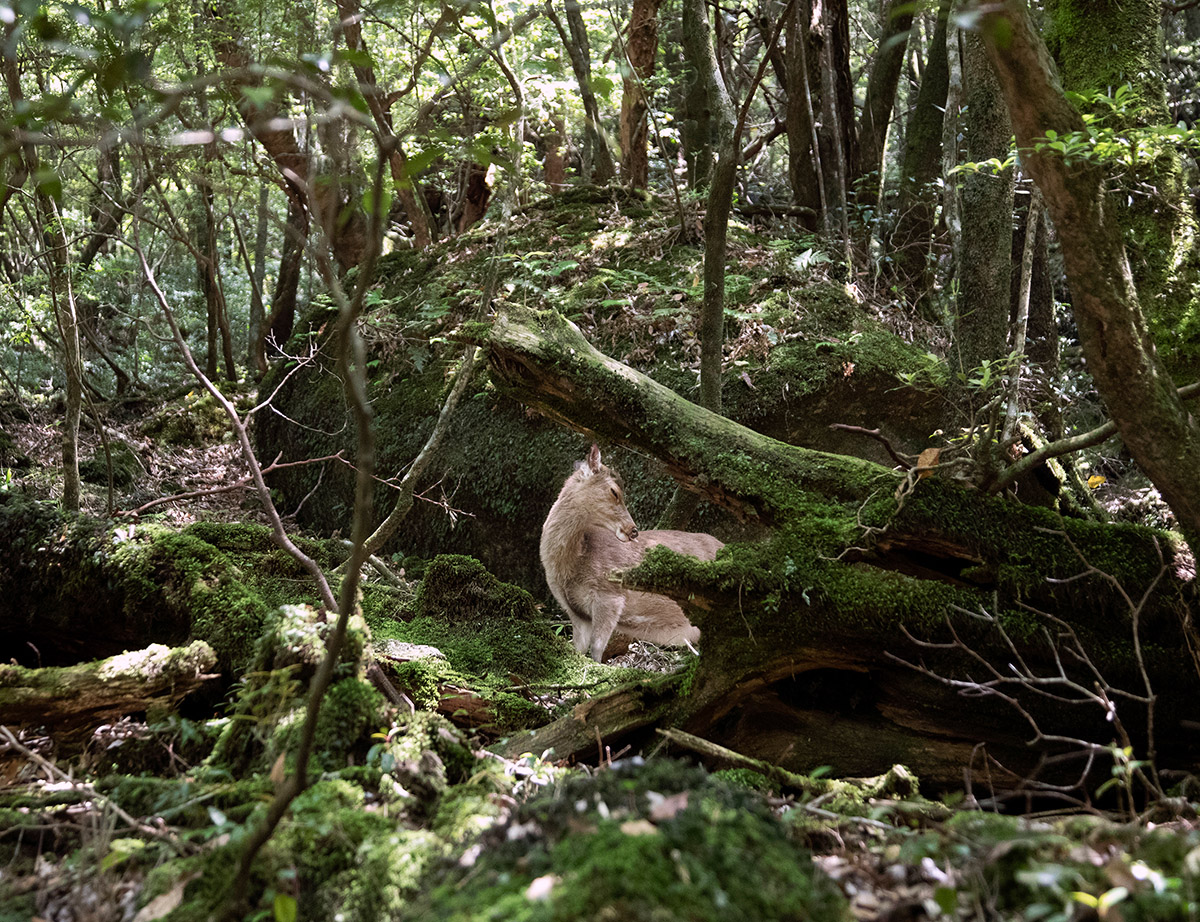 Ana&iuml;s L&oacute;pez, Foto, Hertje in de vroege ochtend in het oude woud in Kyoto