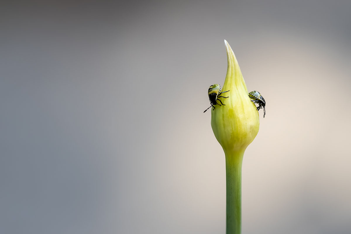 Macrofotografie