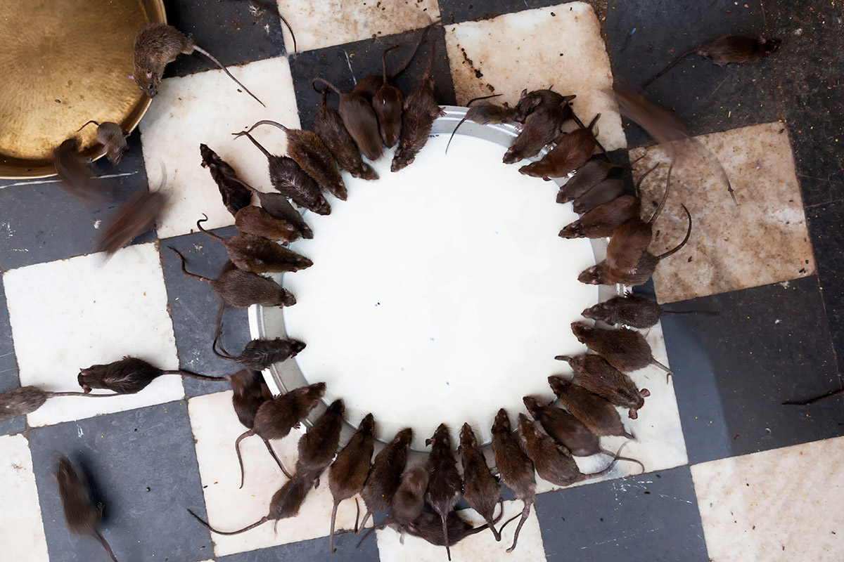 Arjan Schuitman, The Rat Gazette