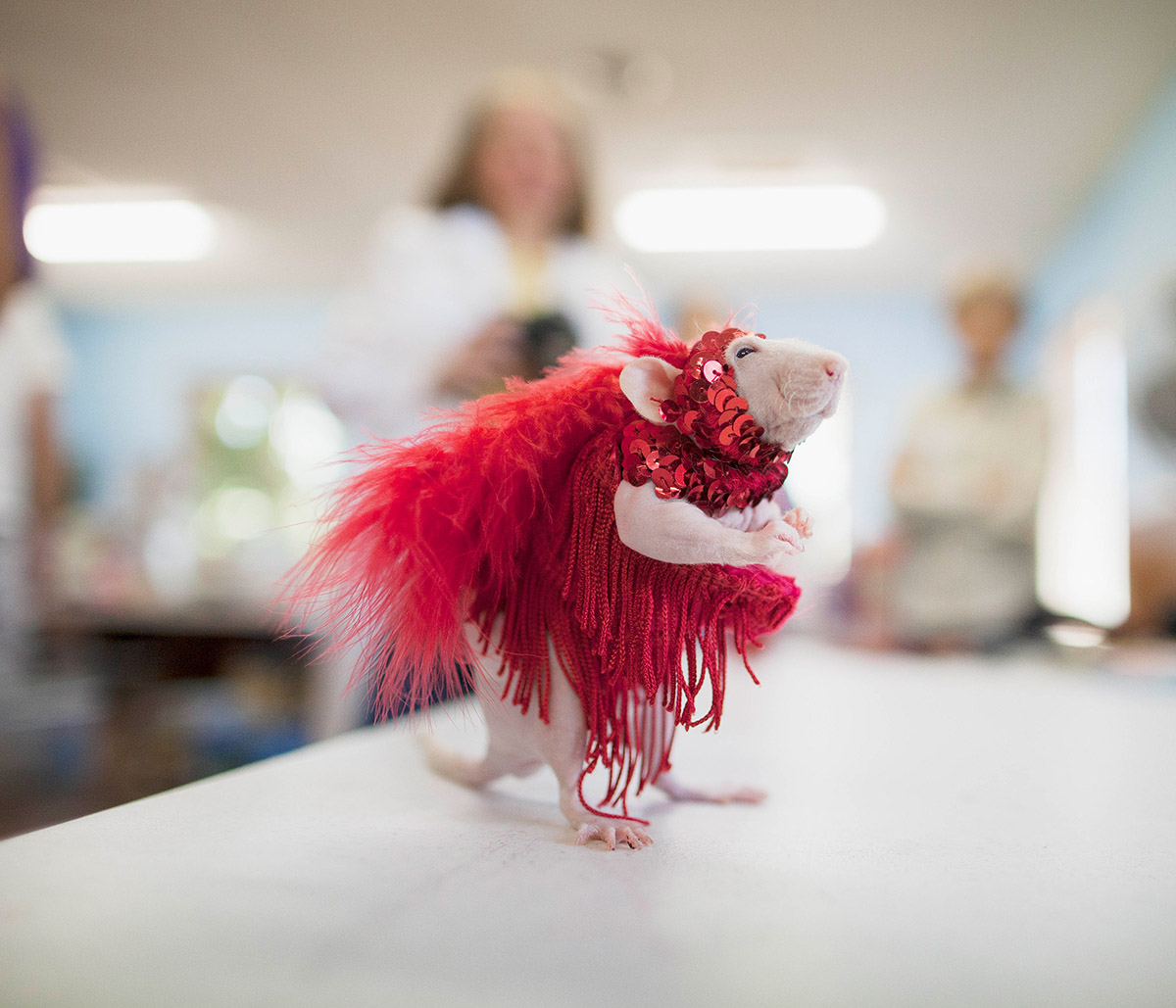 Arjan Schuitman, The Rat Gazette