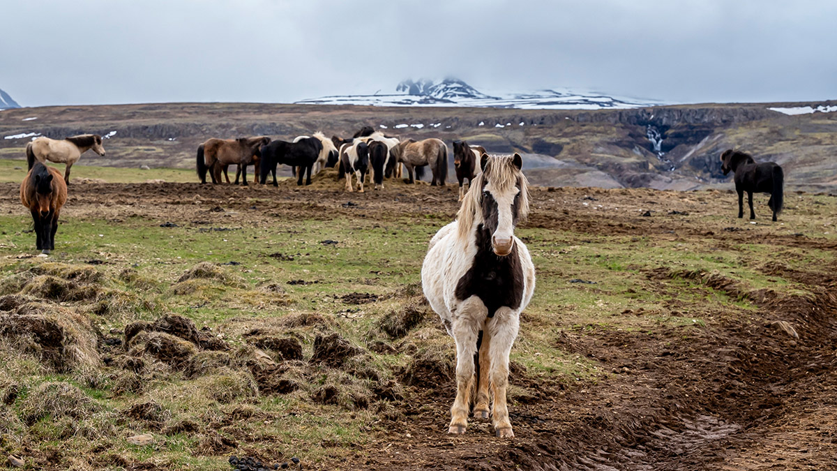 Angela Stouten, Paard Ijsland