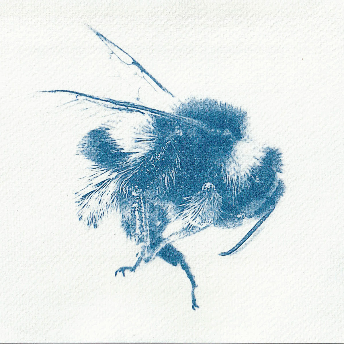 Imca Schoots, Cyanotype Bij