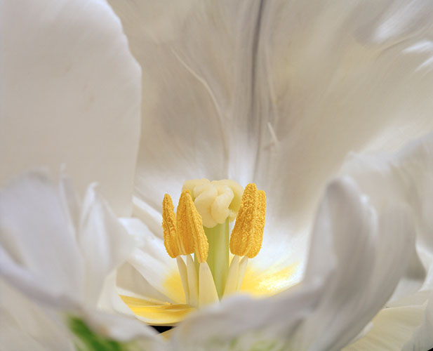 Bloemrijk Schagen