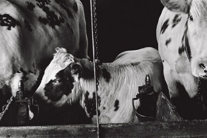 Willem Diepraam, Zonder titel, Friesland, 1979, Courtesy Galerie Wouter van Leeuwen, Amsterdam