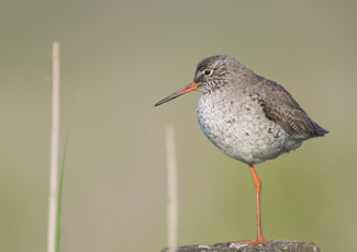 Natuur in tweevoud