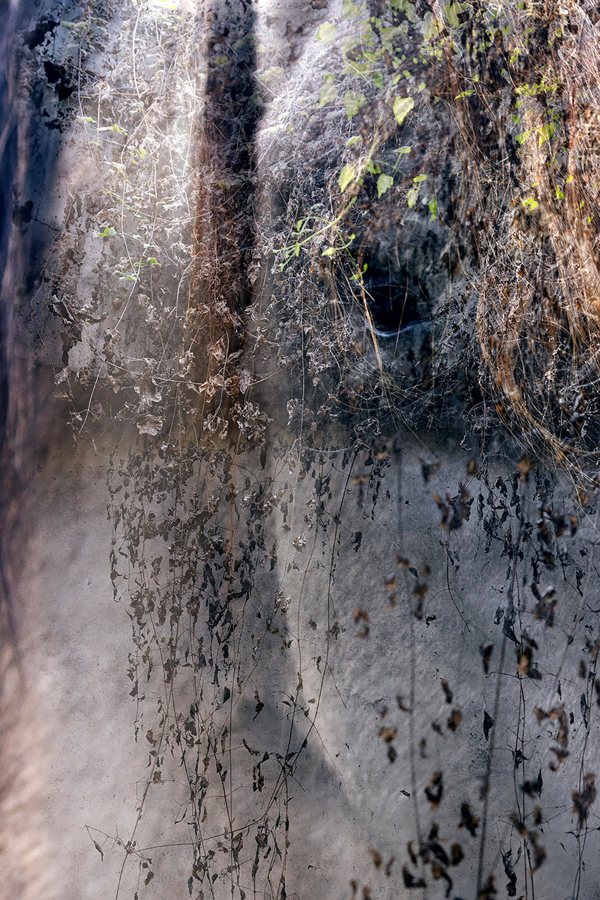 Virus & Host en Memories