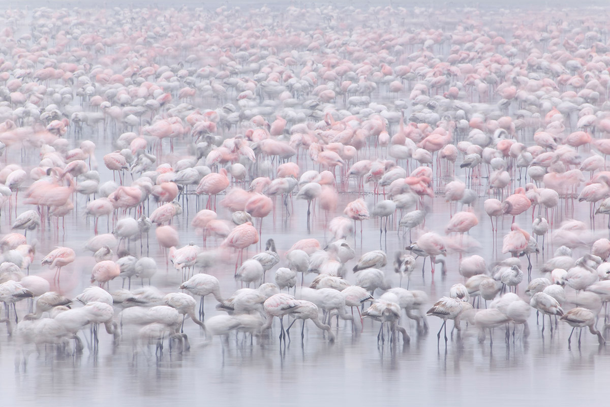 Le Carnaval des Animaux