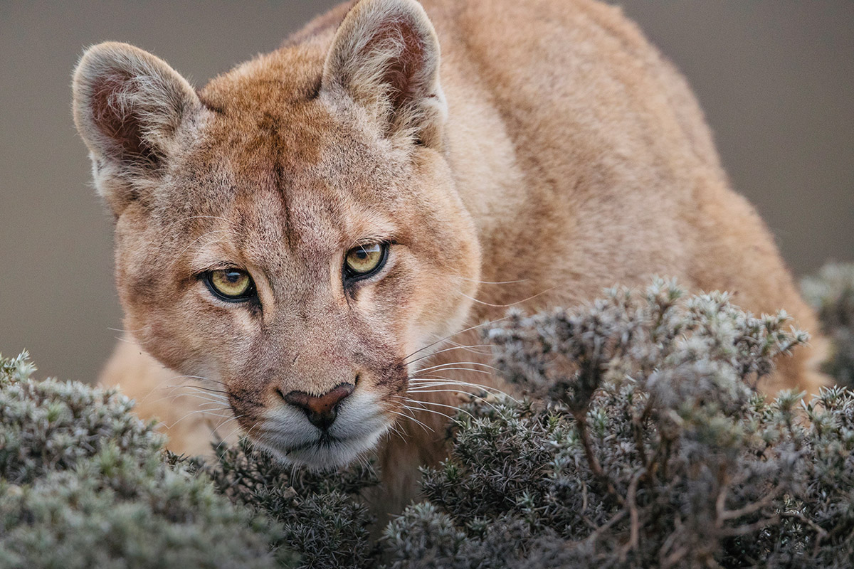 Ingo Arndt, Puma IV, Patagonia 2017, Courtesy Ingo Arndt & SmithDavidson Gallery