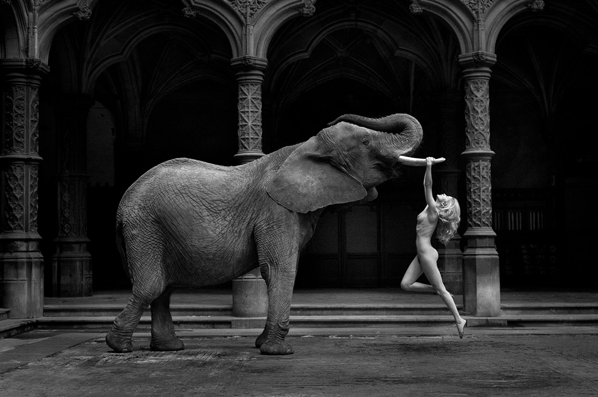 Marc Lagrange, Tusk (Platinum), Courtesy Atelier Marc Lagrange and SmithDavidson Gallery