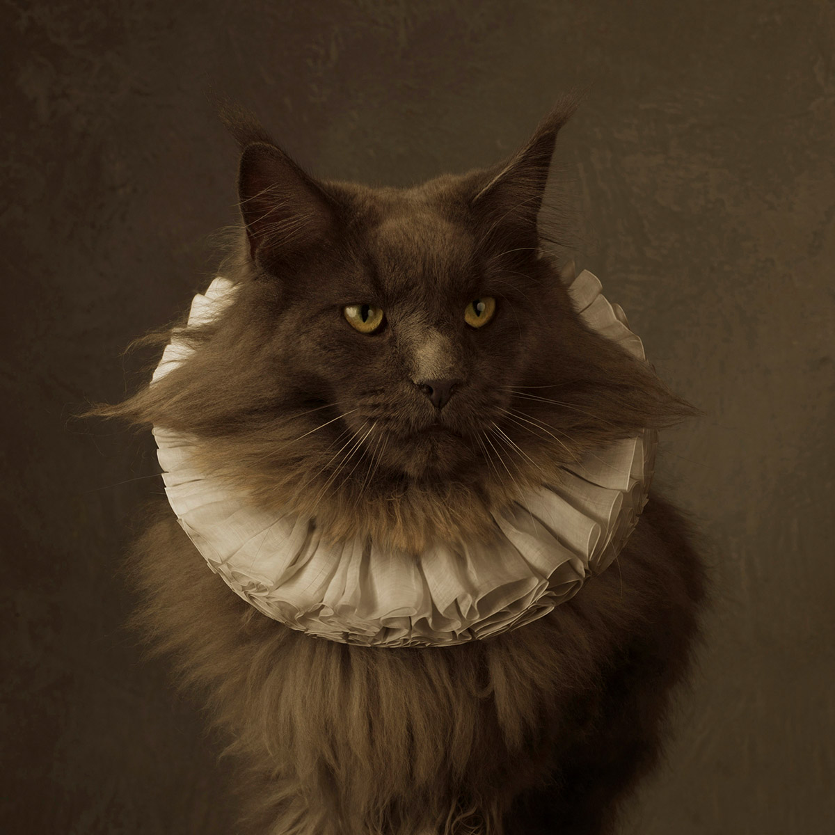 Marie Cecile Thijs, Cat with White Collar V, Courtesy Marie Cecile Thijs and SmithDavidson Gallery
