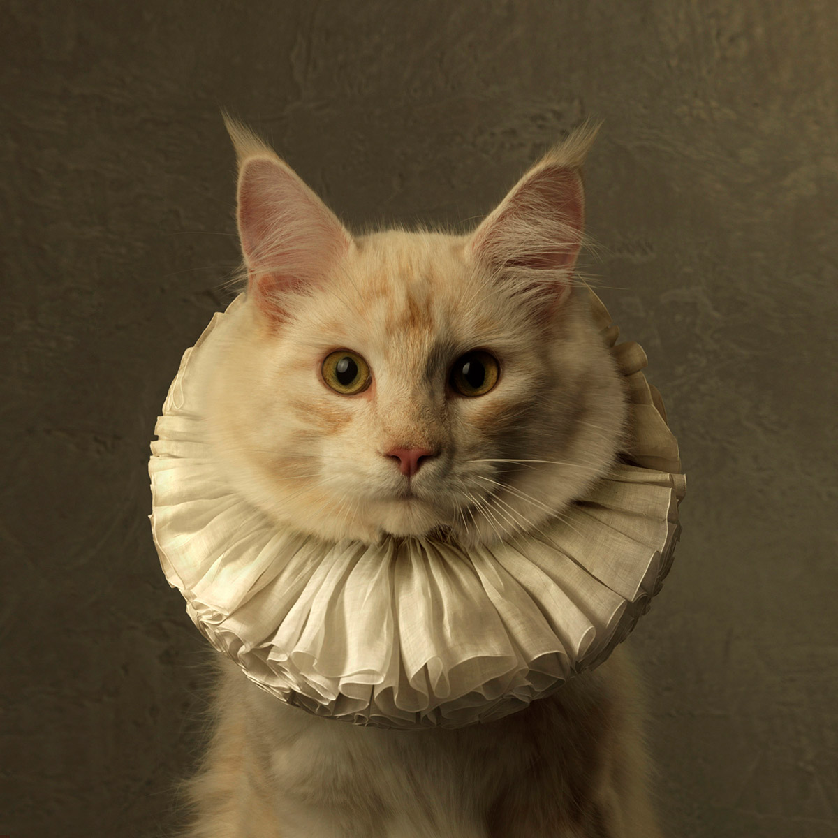 Marie Cecile Thijs, Cat with White Collar VI, Courtesy Marie Cecile Thijs and SmithDavidson Gallery