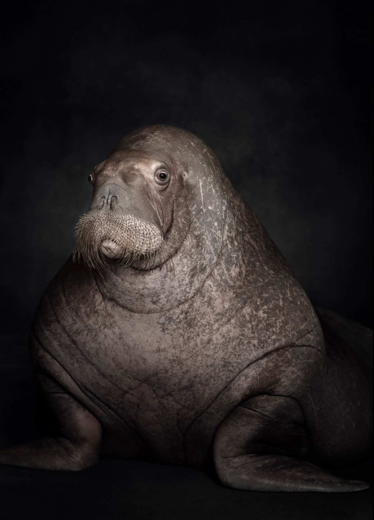 Vincent Lagrange, Walrus, Courtesy Vincent Lagrange and SmithDavidson Gallery