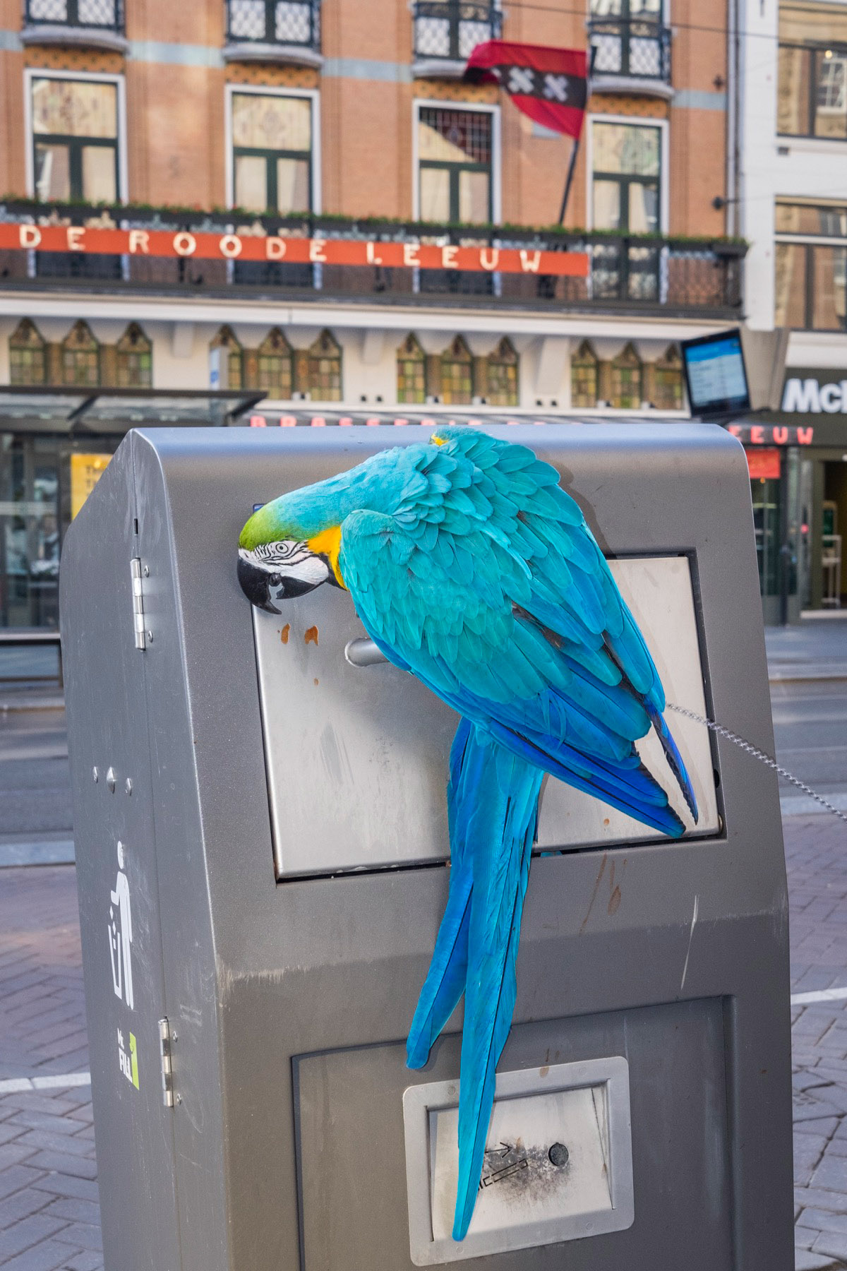 Julie Hrudov&aacute;, Chasing Amsterdam