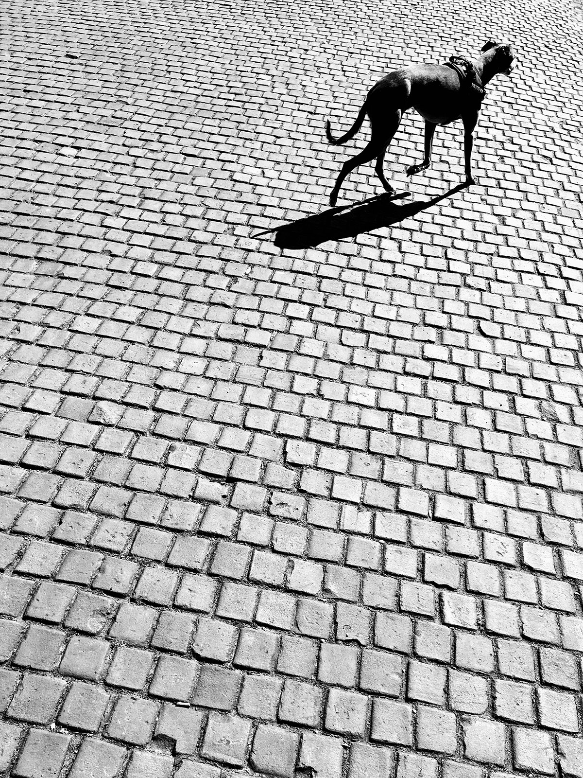 Michiel Goudswaard, Corona Shadows