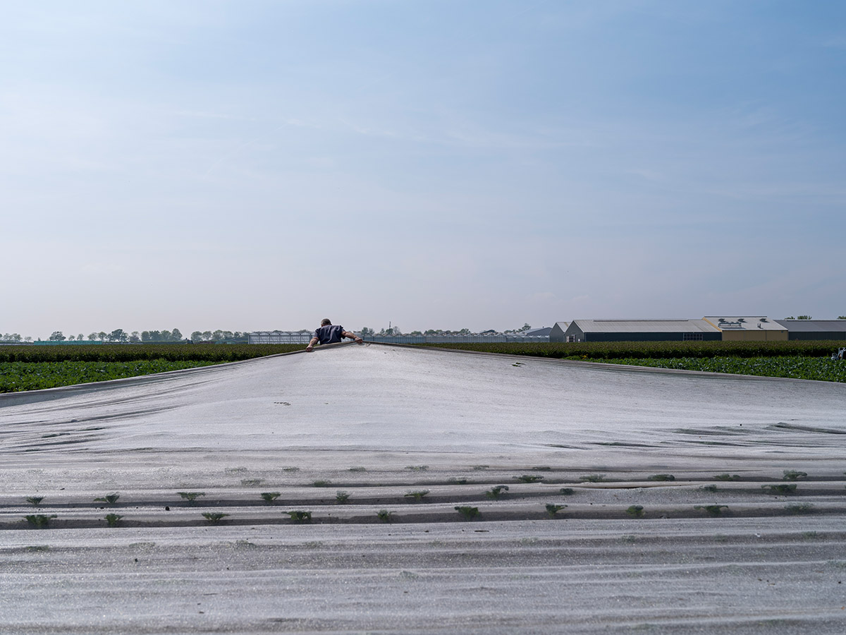 David Galjaard, Landbouw in transitie, Bloemkoolteler Wim Reus