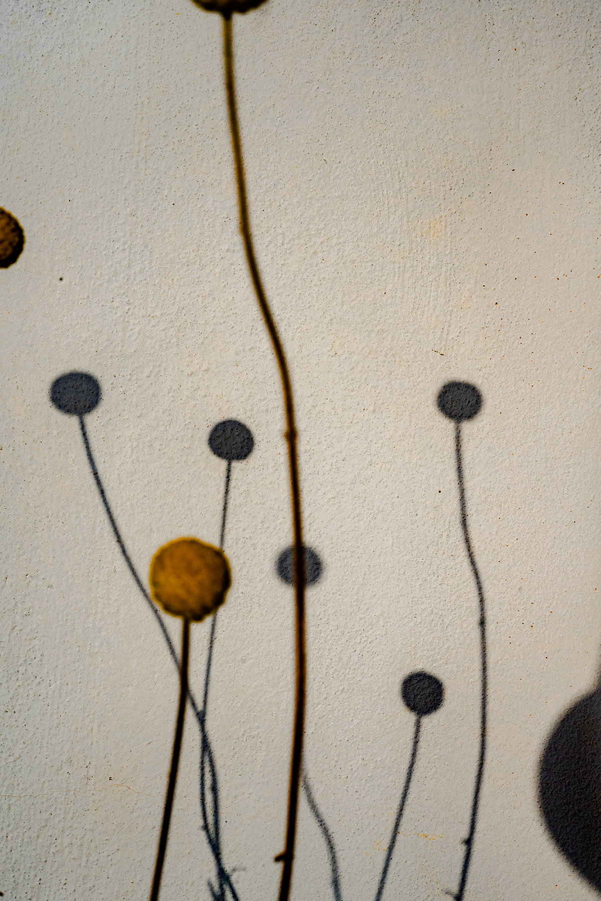 David van Dartel, Bloemen in Malaga, 2022