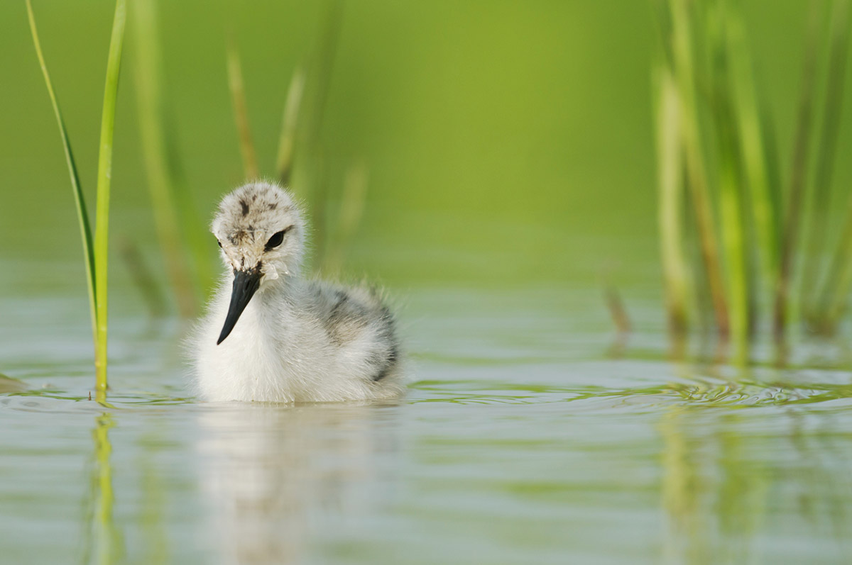 De Kwetsbare Natuur