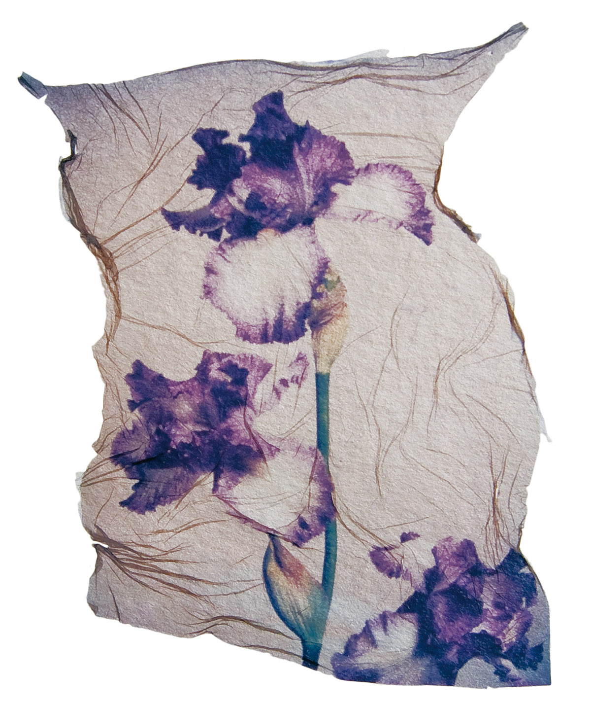 Arno Bauman, Iris, 2004. Polaroid SX-70 Emulsion lift