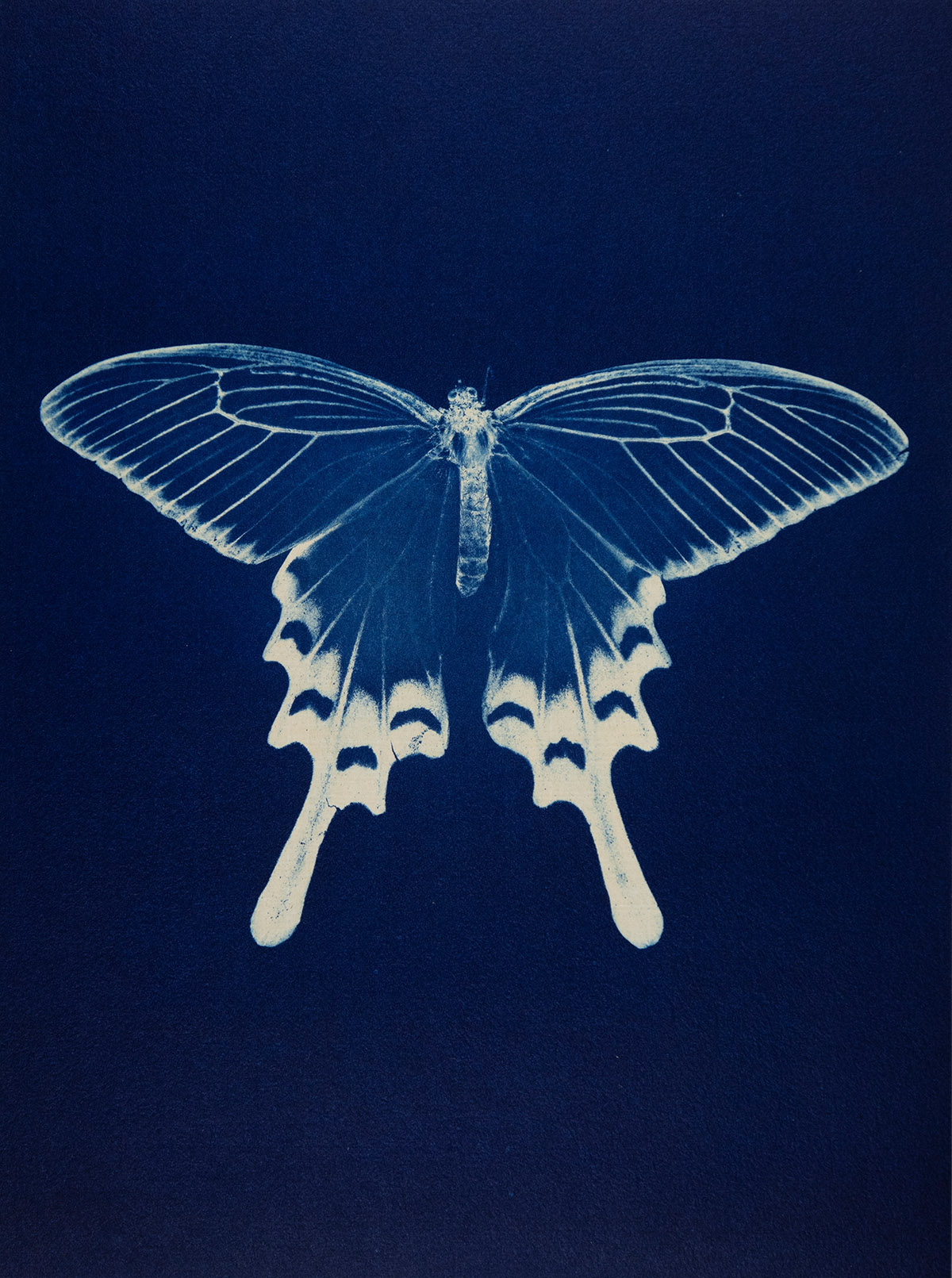 Ets, Vlinder, 2025, Ana&iuml;s L&oacute;pez