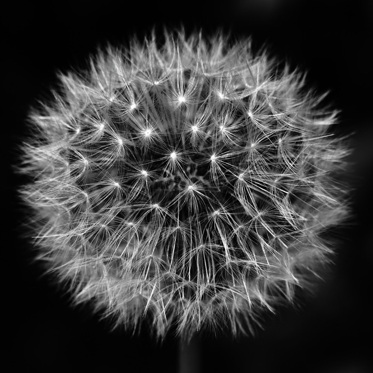 Zwischen Blume und Verfall