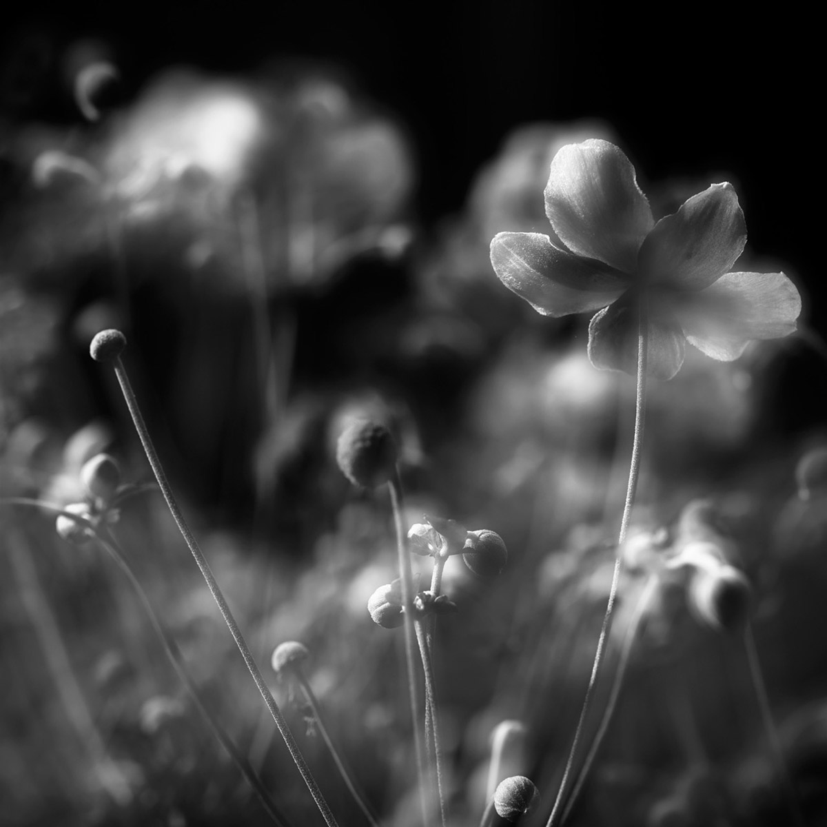 Elsbeth Bauer, Zwischen Blume und Verfall