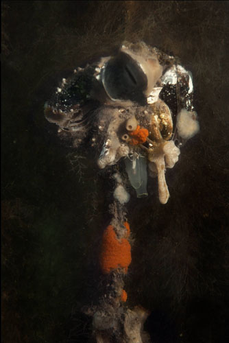 Elspeth Diederix, Birdsponge, 2016