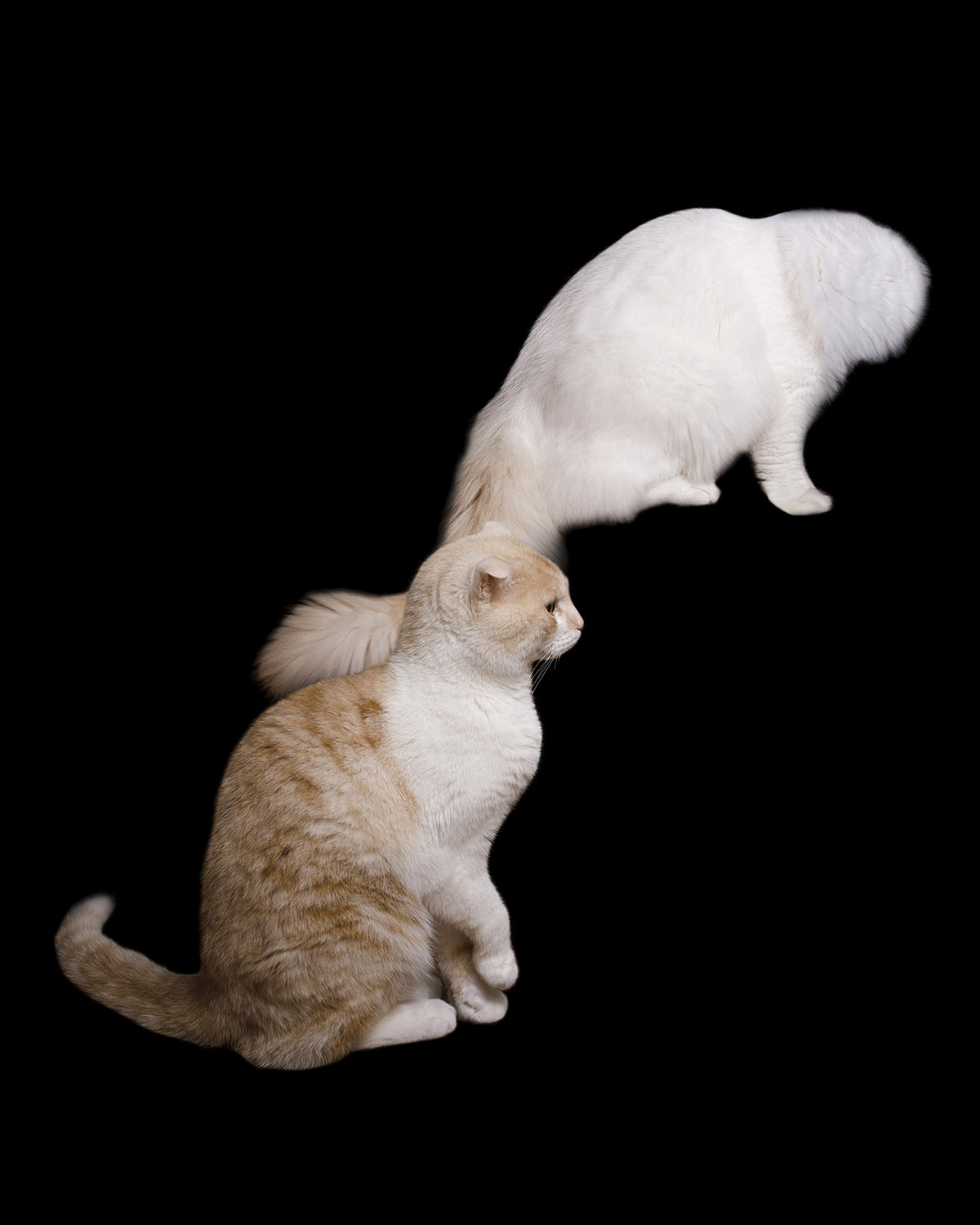 Maartje van Ringen, Dual unity
