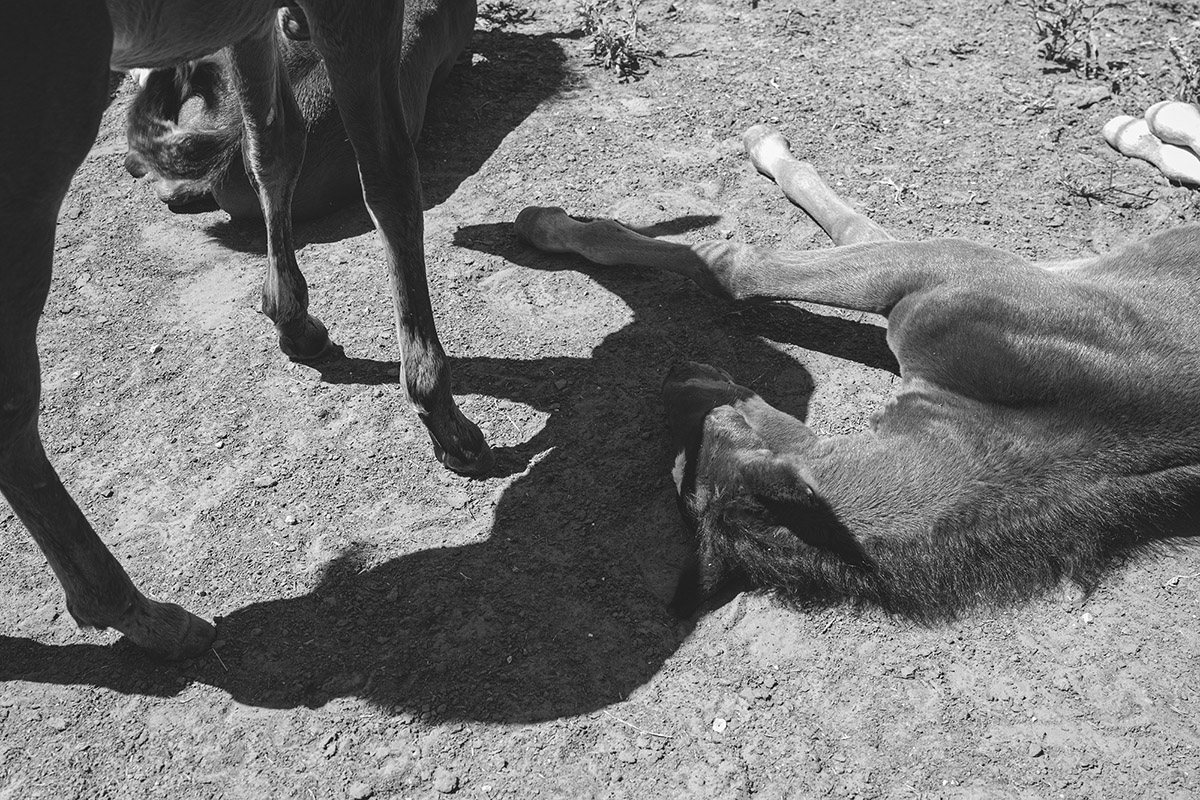 Maartje van Ringen, Cloned foals