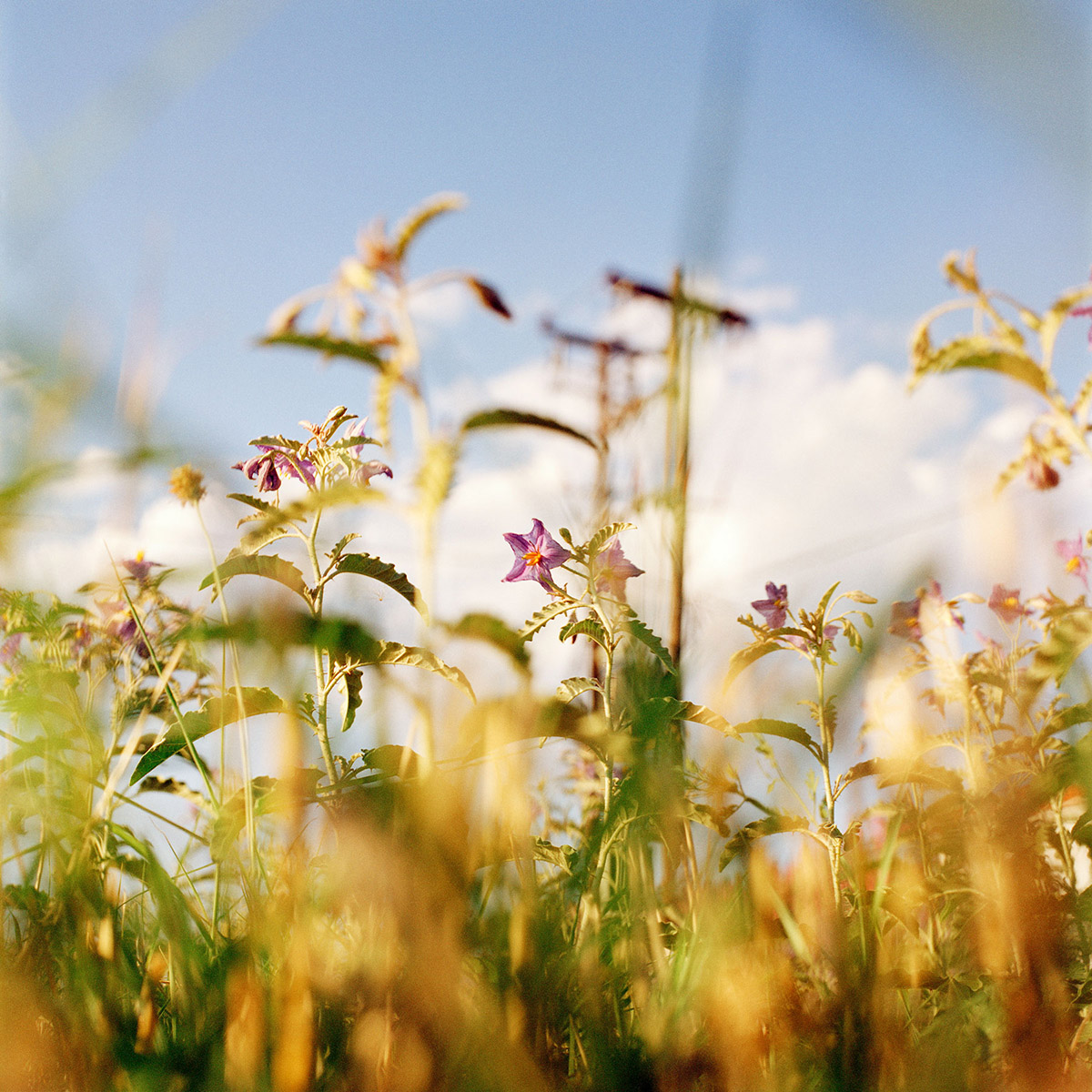 Jacquie Maria Wessels, Fringe Nature #07/2022 Agia Triada, Greece, Analogue C-print, 120 x 120 cm