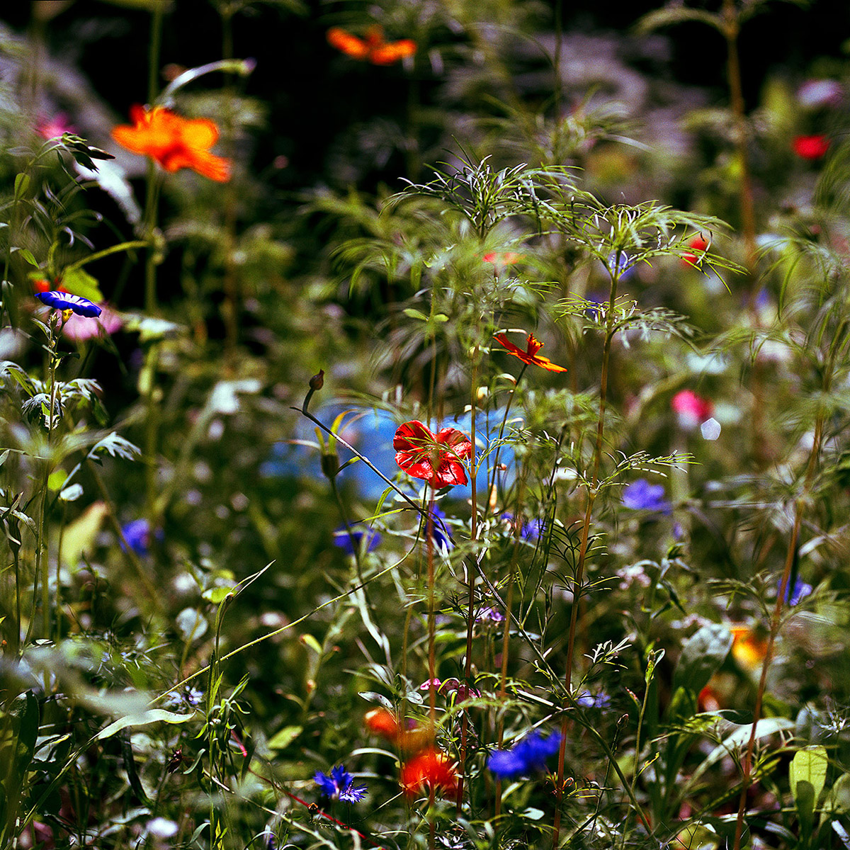 Jacquie Maria Wessels, Dubious Appeal #07/24 Zeeland, The Netherlands, Analogue C-print, 120 x 120 cm