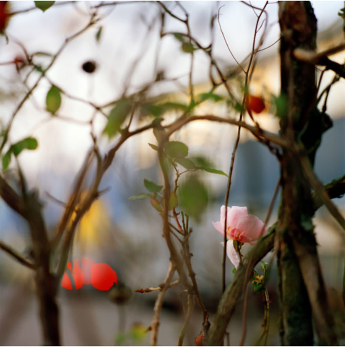 Jacquie Maria Wessels, Fringe Nature #10.5, Amsterdam, the Netherlands, 2019, 120 x 120 cm, Analogue C-Print, edition of 7