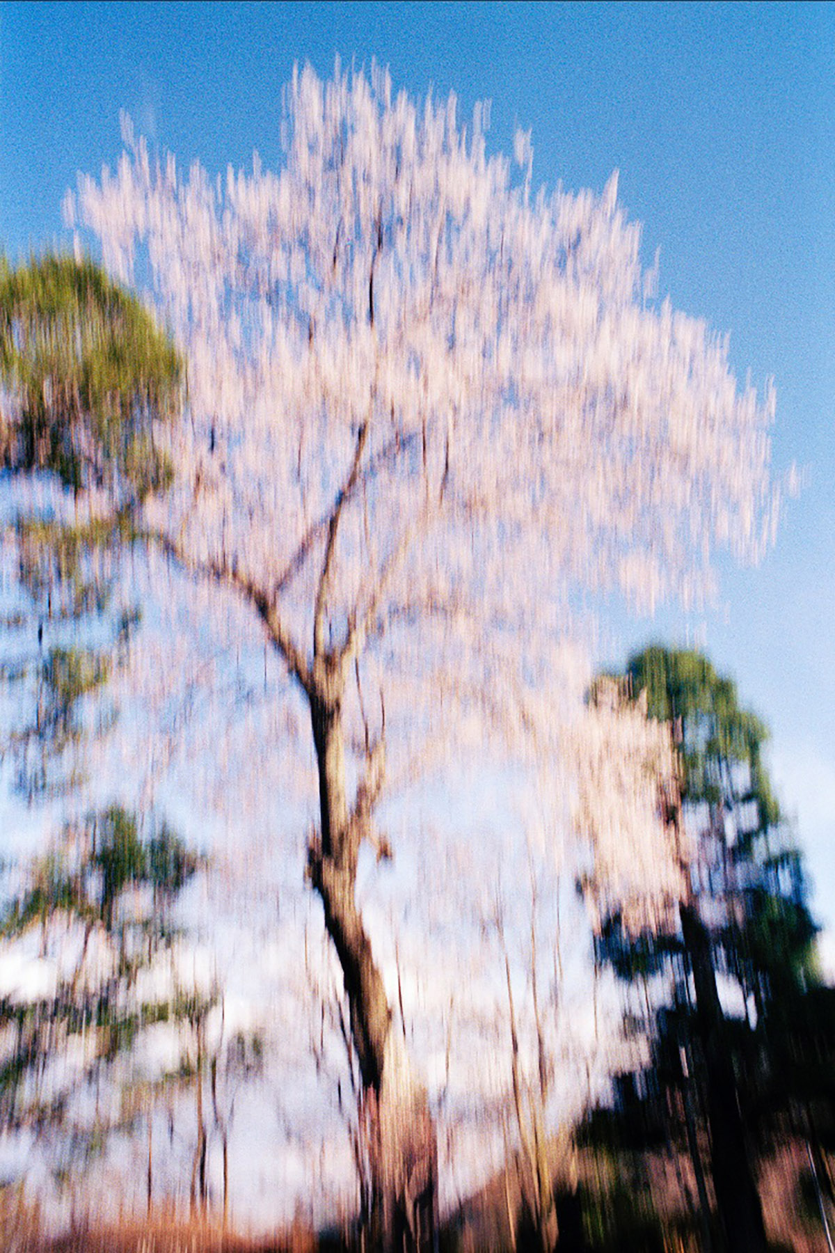 Jacquie Maria Wessels, Memory Master #58, Nikko, Japan, 2021, 235 x 140 cm, Analogue photo printed on 100% silk fabric, edition of 5