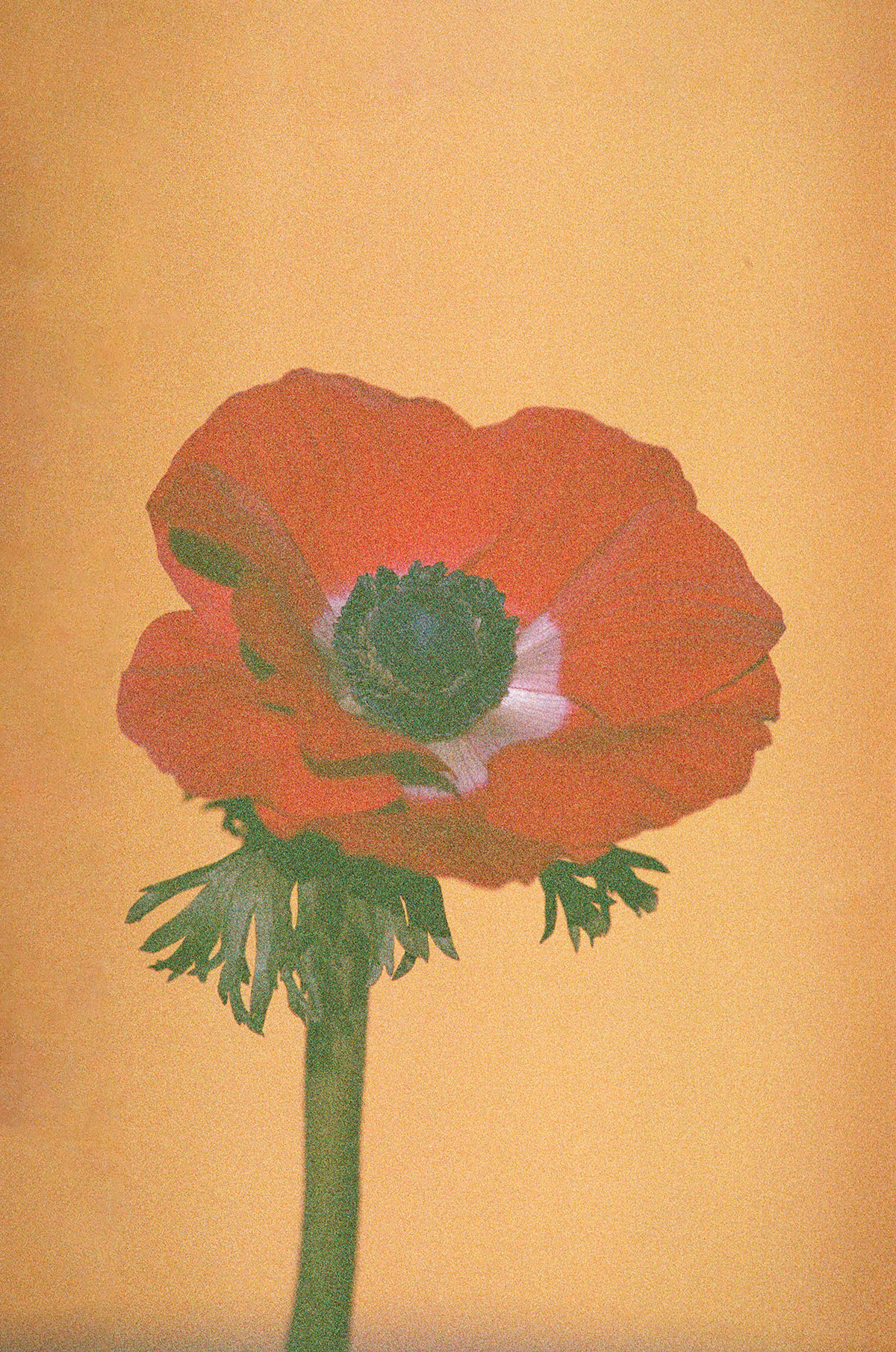 Floor Martens, Anemoon