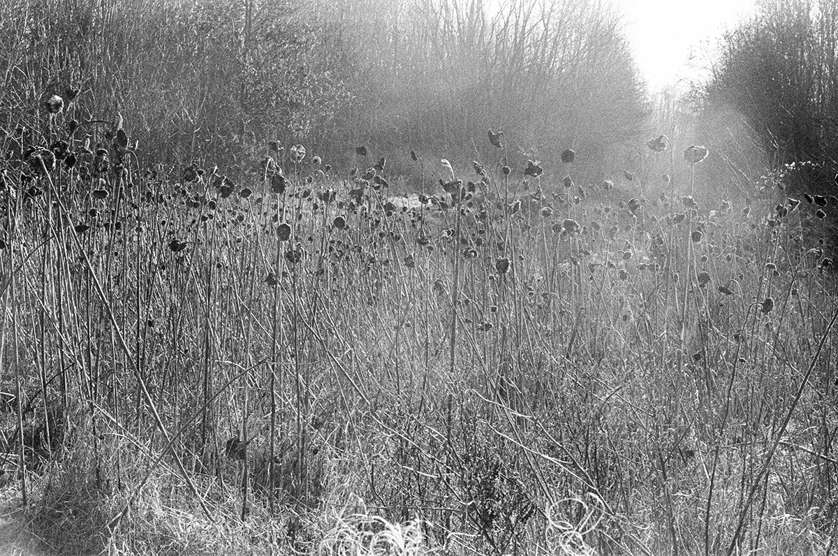 Floor Martens, Winter Zonnebloemenveld