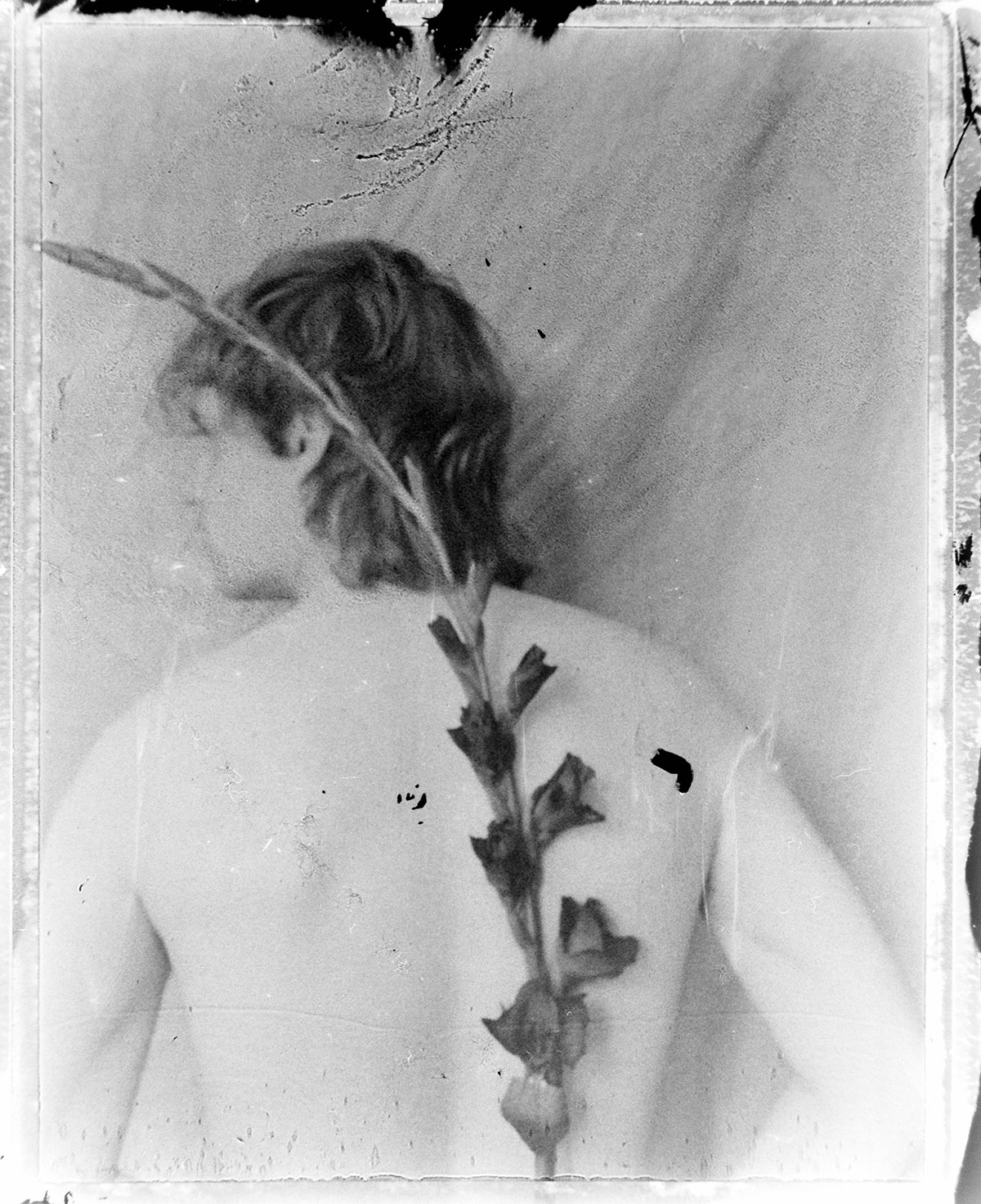 Floor Martens, Sword Lily