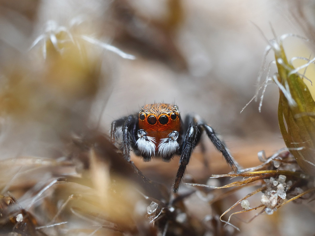 Fotografiegids wonderlijke insectenwereld