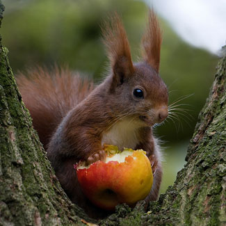 Natuurfotografie