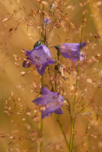 Met de tentoonstelling Drawn into Nature trekt Henkjan Kievit je mee de natuur in.
