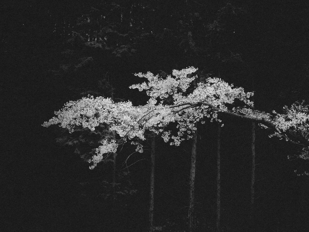 Bastiaan Woudt, Sakura, Henro, 2026
