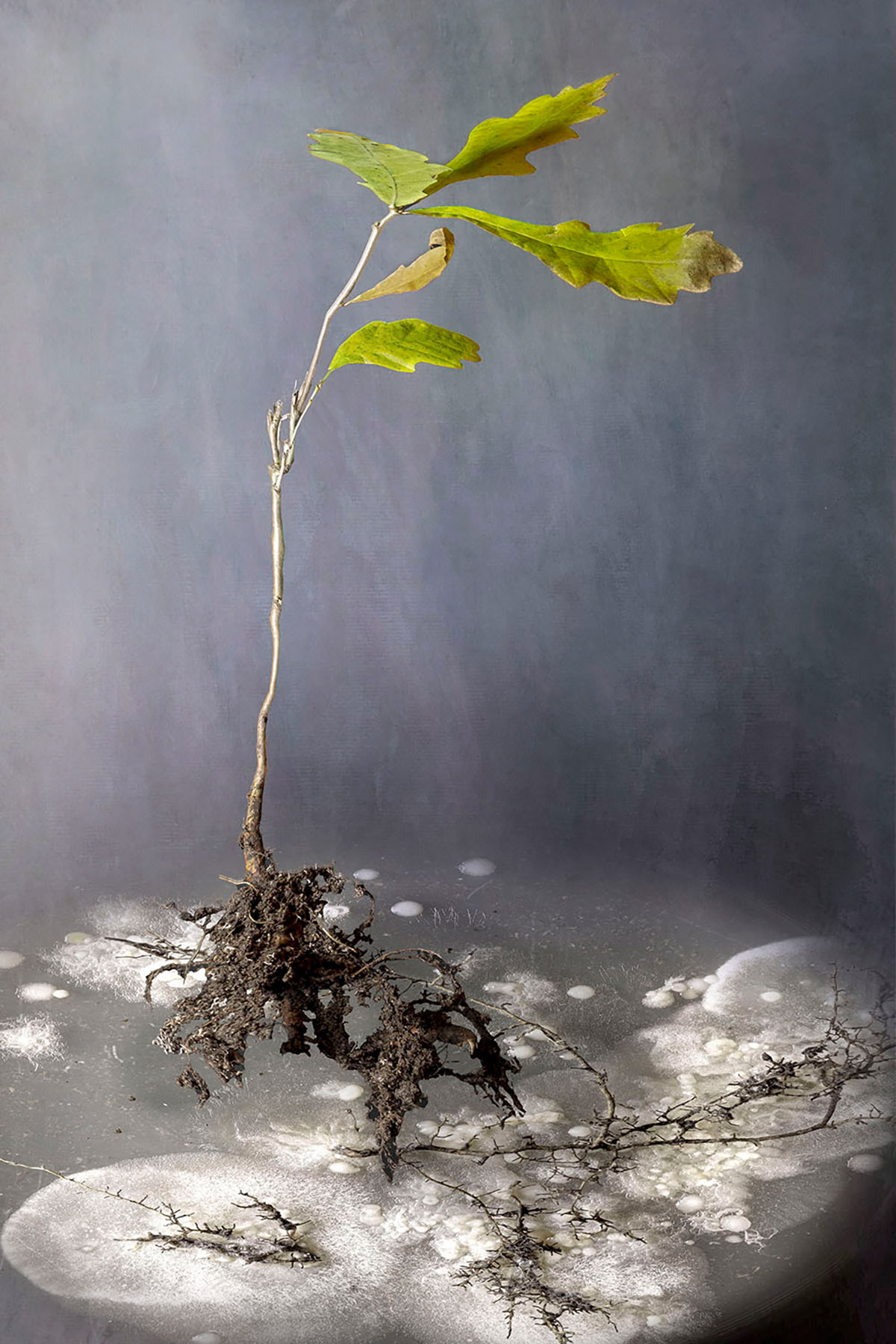 Tineke Van Der Pouw Kraan