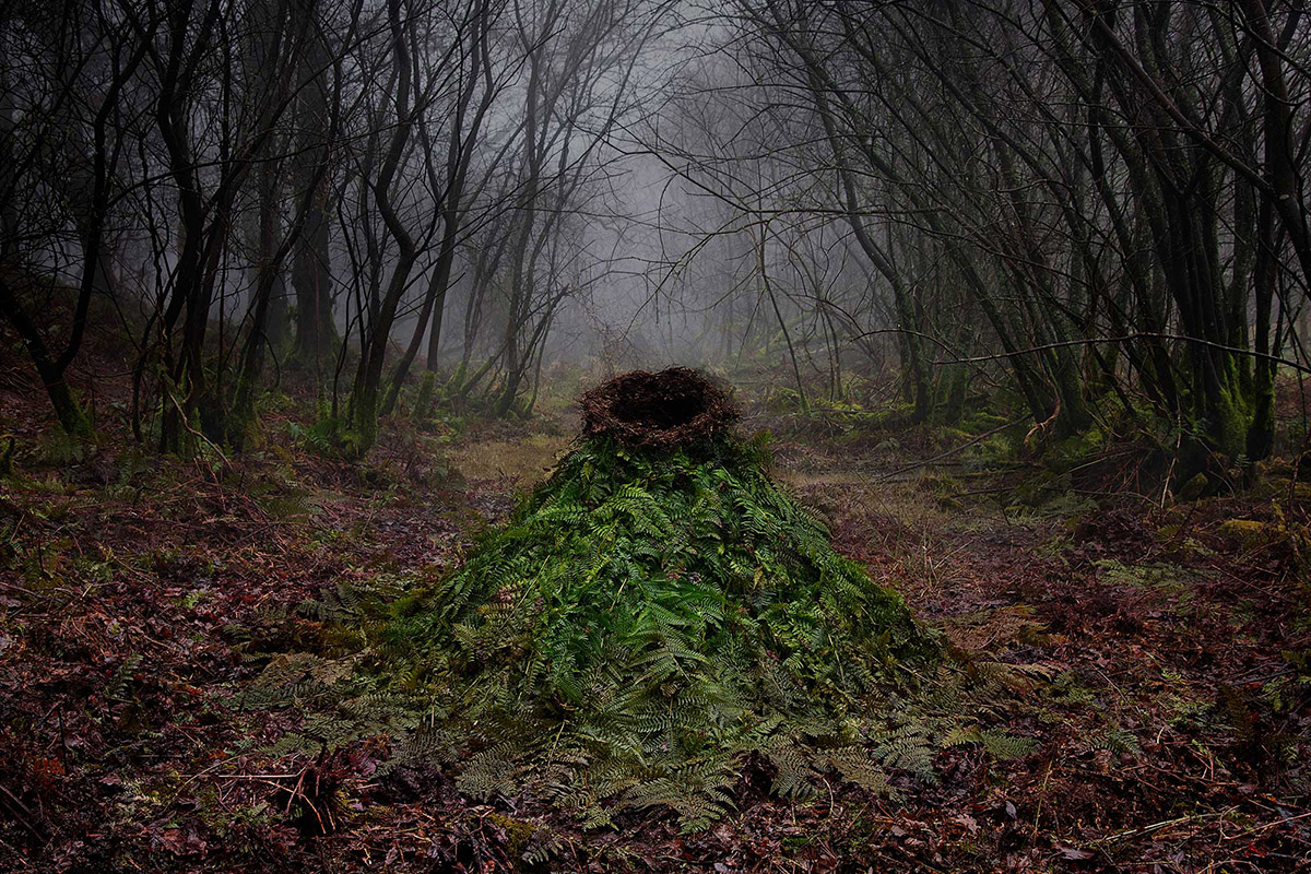 Ellie Davies, Another Green World 2, 2013