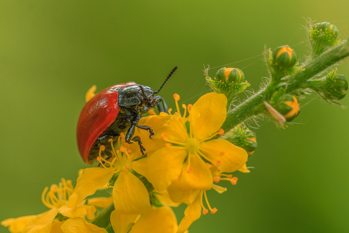 De Werkgroep Natuurfotografie HWL exposeert in het bezoekercentrum Klein Profijt