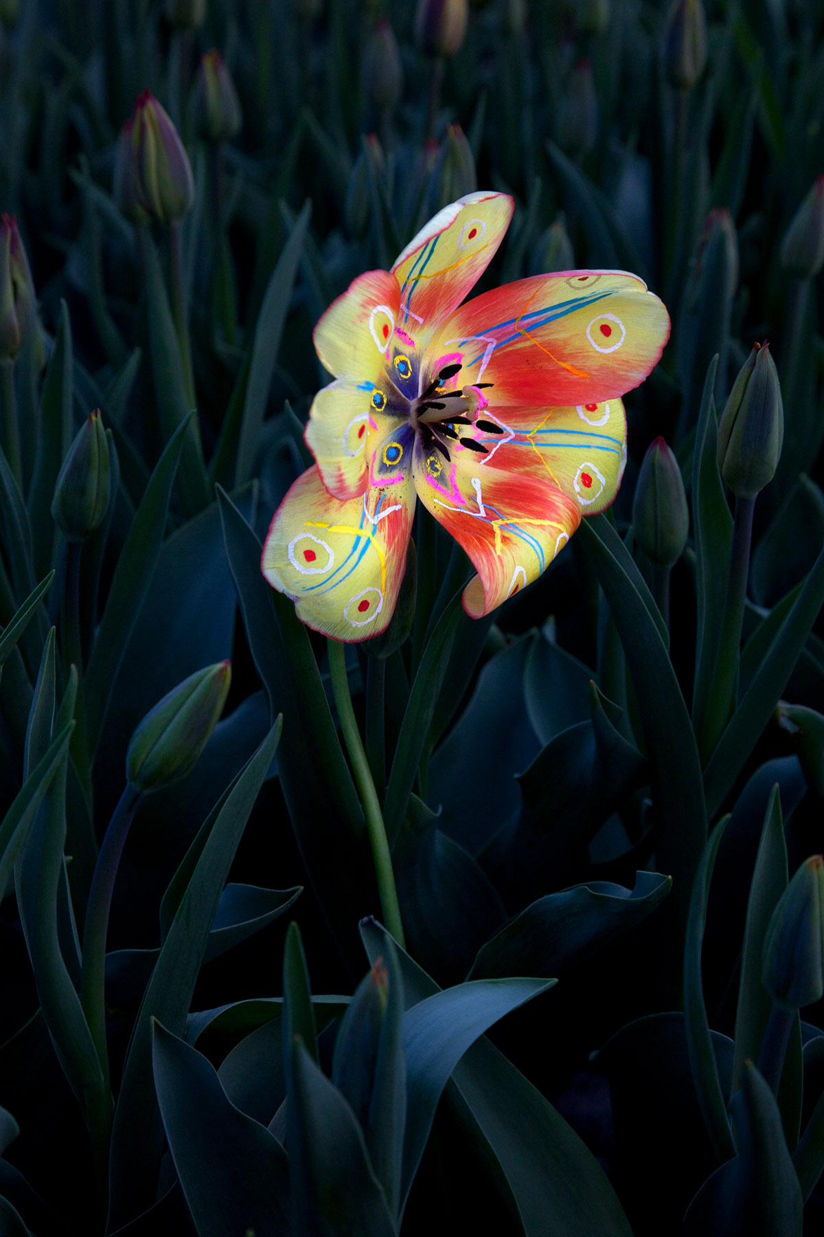 Elspeth Diederix, Miracle #03, 2018, inktjet print