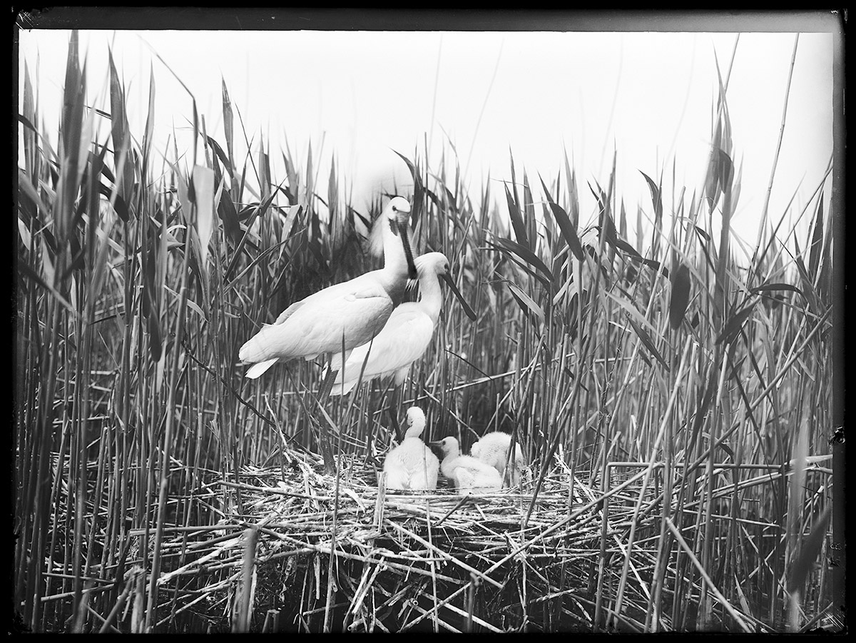 Richard Tepe, paartje lepelaars met jongen op het nest, Naardermeer, 26 mei 1905, collectie Nederlands Fotomuseum