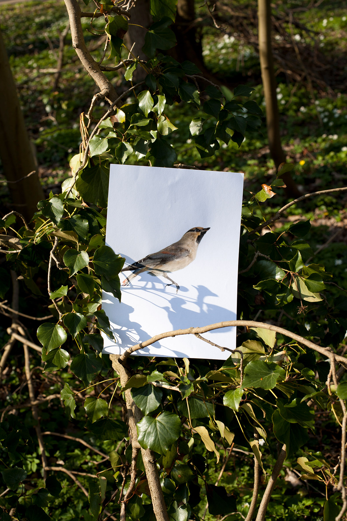 Alexandra Hunts, ImagiNature: Bombycilla japonica, 2012, inkjet print, edition 2/5