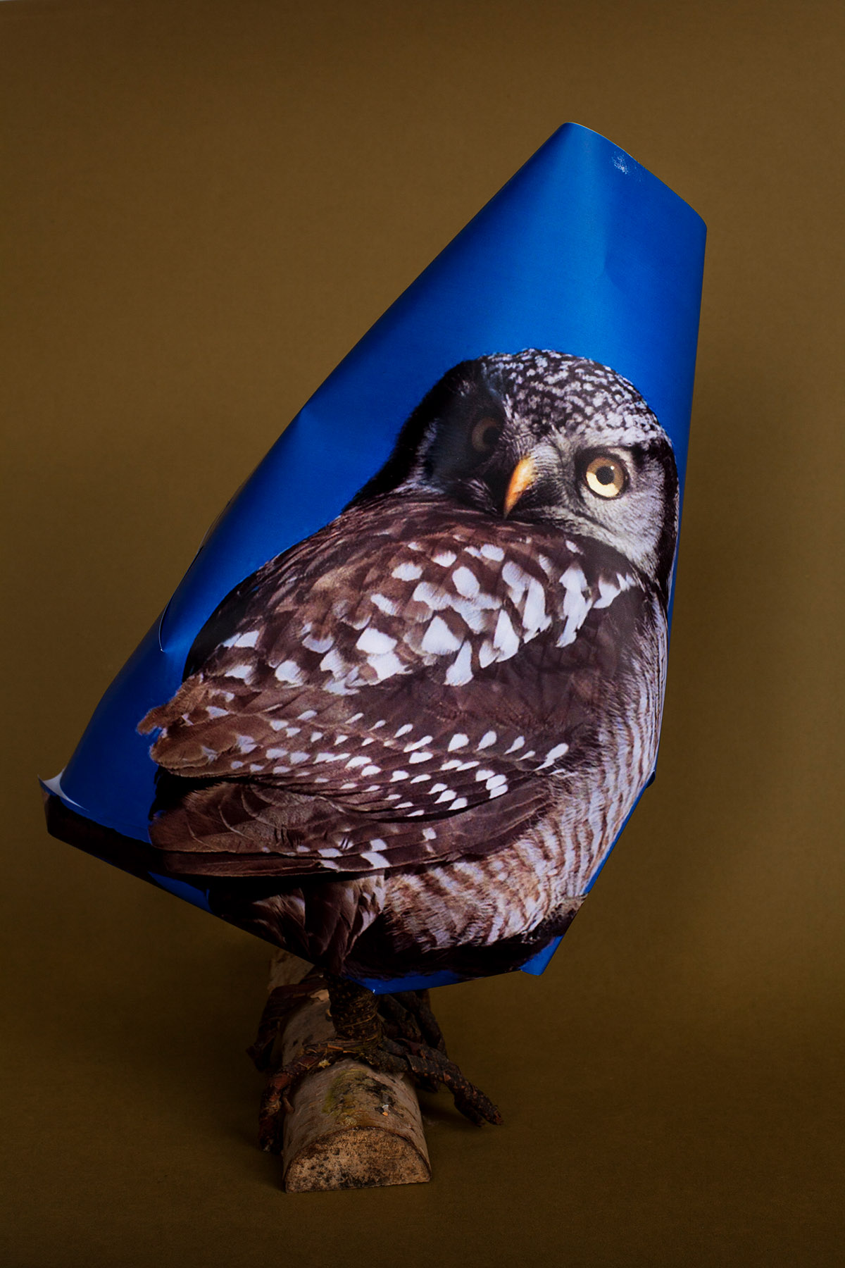 Alexandra Hunts, ImagiNature: Athene cunicularia, 2012, inkjet print, edition 2/5