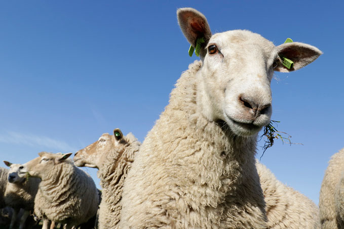 Natuur in Midden-Delfland